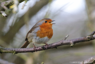 ROBIN - ADULT (Erithacus rubecula)